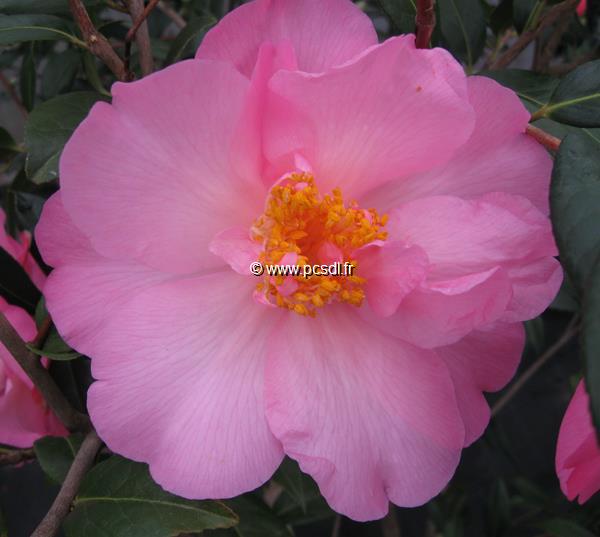 Camellia williamsii Mary Phoebe Taylor (4)