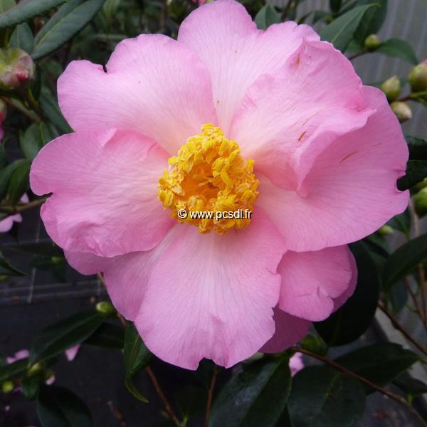Camellia williamsii Mary Phoebe Taylor (5)