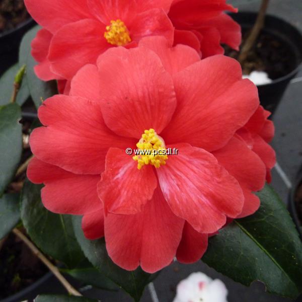 Camellia x Freedom Bell (3)
