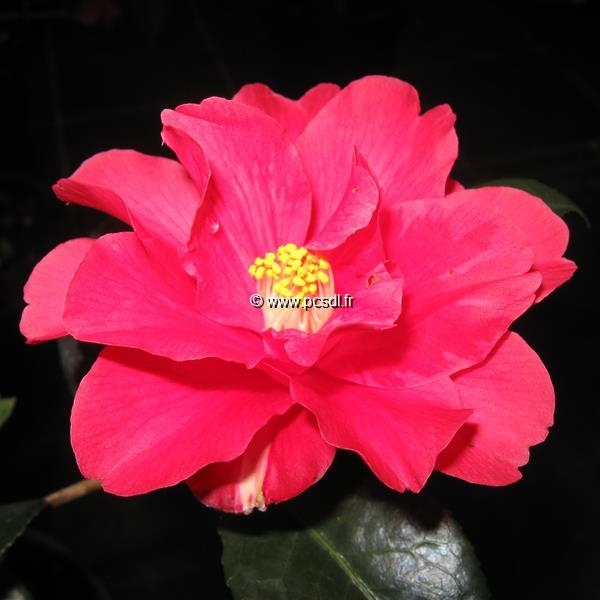 Camellia x Freedom Bell (5)