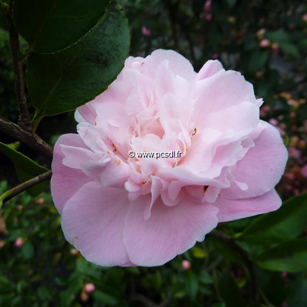 Camellia x High Fragrance (15)