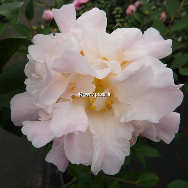 Camellia x High Fragrance (17)