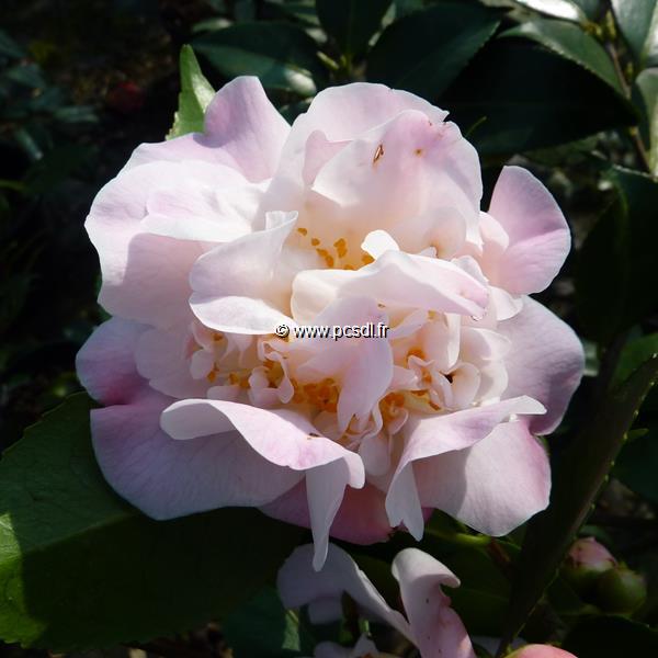 Camellia x High Fragrance (21)