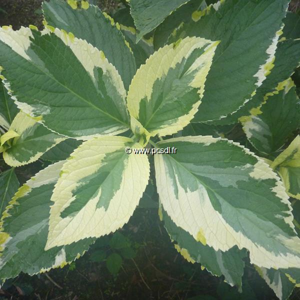 Hydrangea macrophylla Tricolor (3)