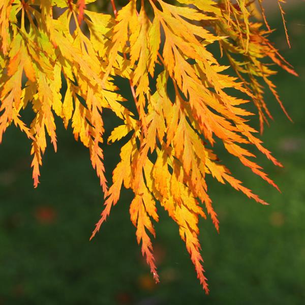 Acer palmatum Seiryu (3)