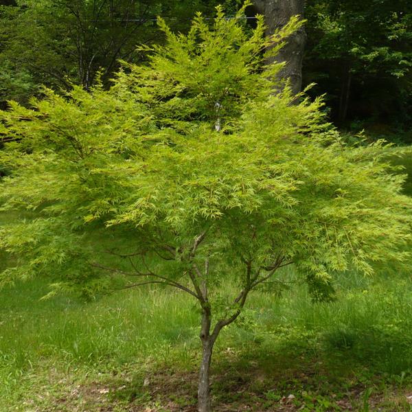 Acer palmatum Seiryu (4)
