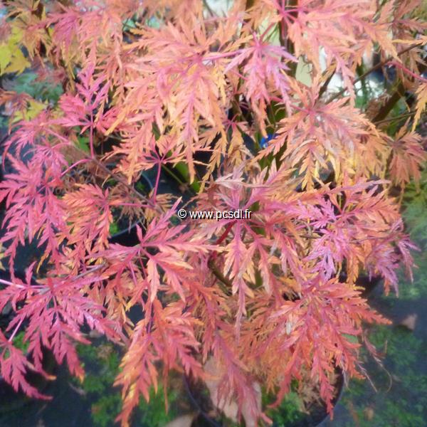 Acer palmatum Seiryu (1)