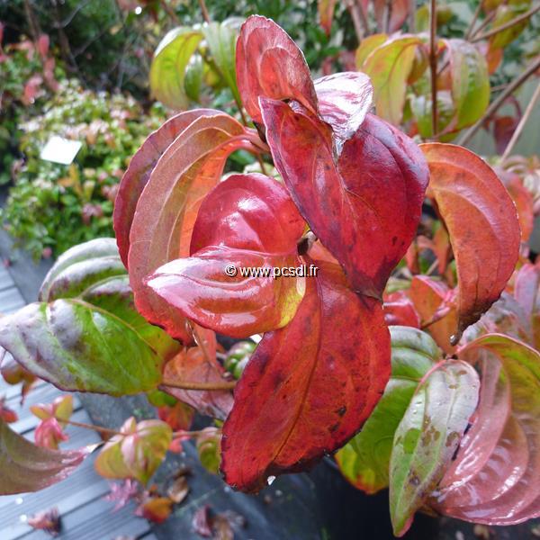 Cornus kousa Satomi