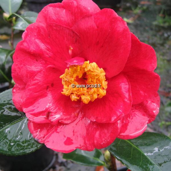 Camellia japonica San Dimas (3)