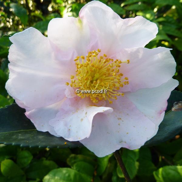 Camellia sasanqua Anne Françoise