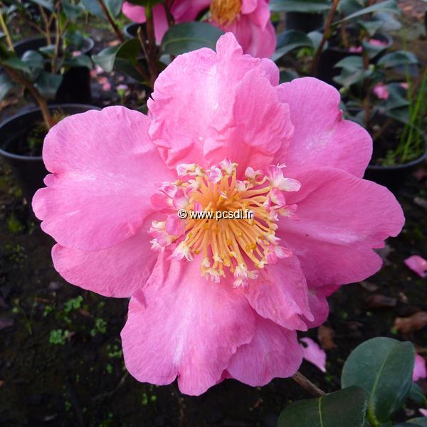 Camellia sasanqua Belinda (5)