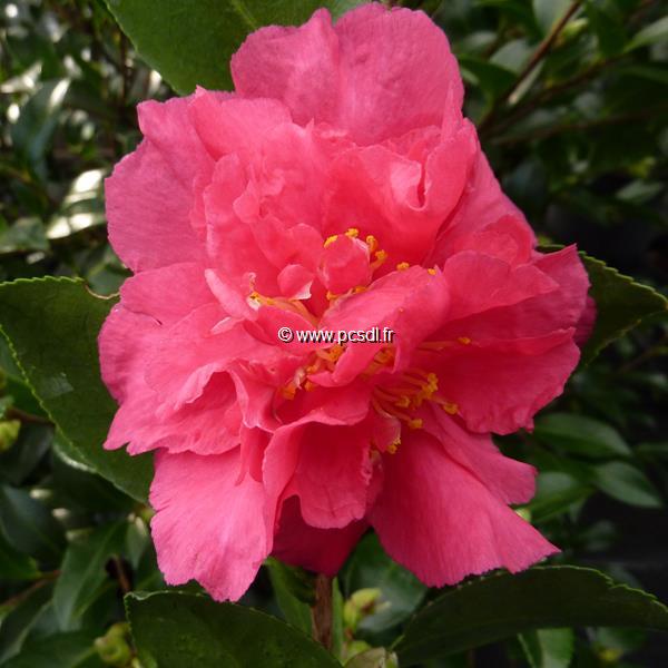 Camellia sasanqua Bonanza (2)