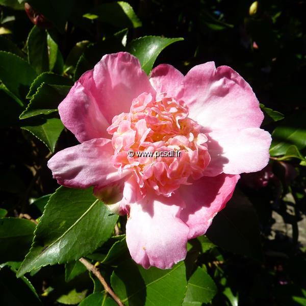 Camellia sasanqua Choji Guruma (18)