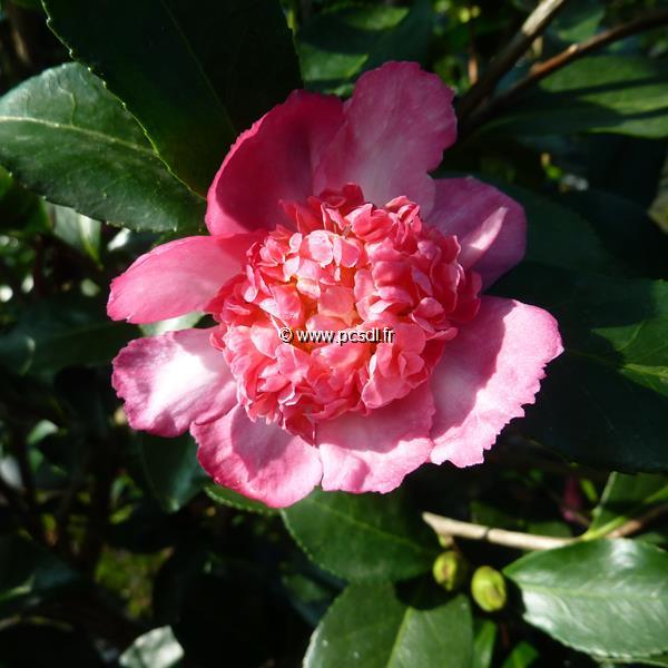 Camellia sasanqua Choji Guruma (4)