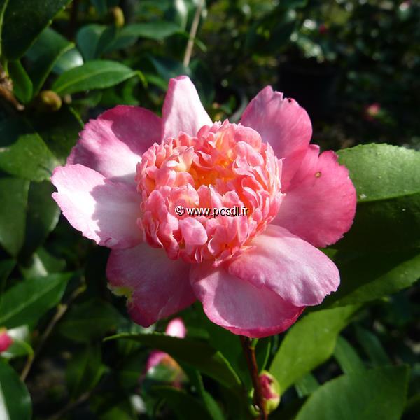 Camellia sasanqua Choji Guruma (7)
