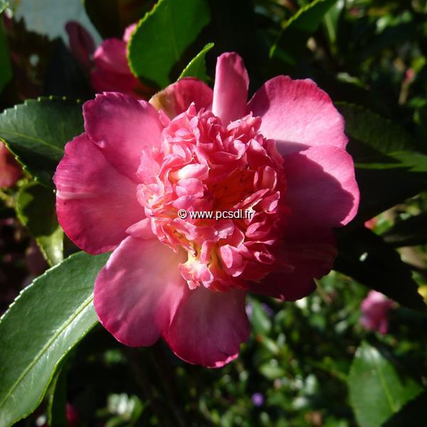 Camellia sasanqua Choji Guruma (12)