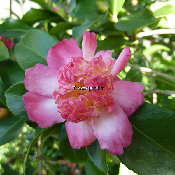 Camellia sasanqua Choji Guruma (13)