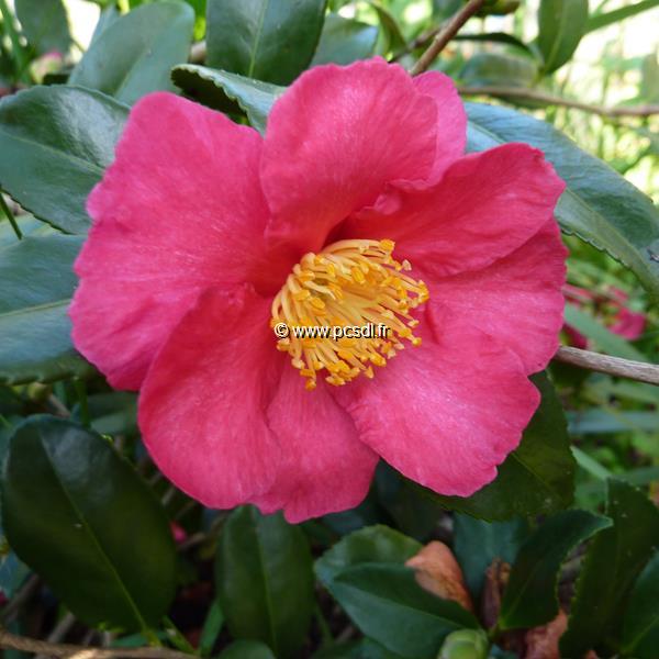 Camellia sasanqua Crimson King (3)