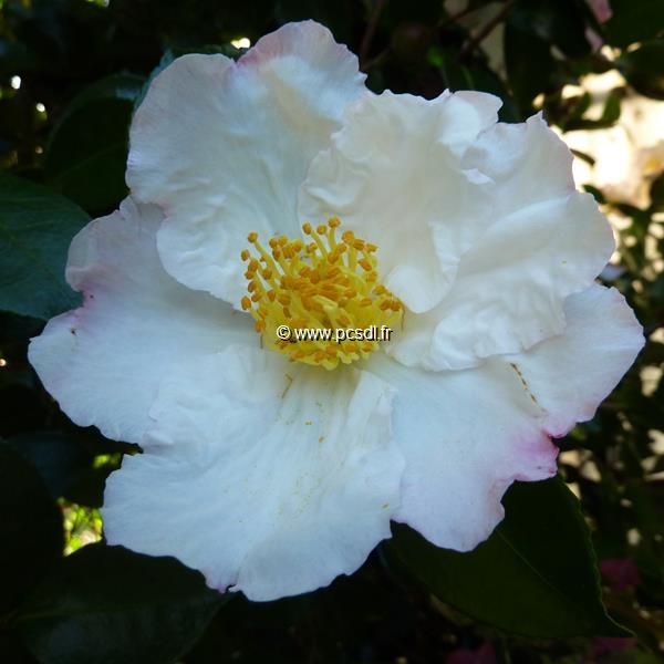 Camellia sasanqua Day Dream (4)