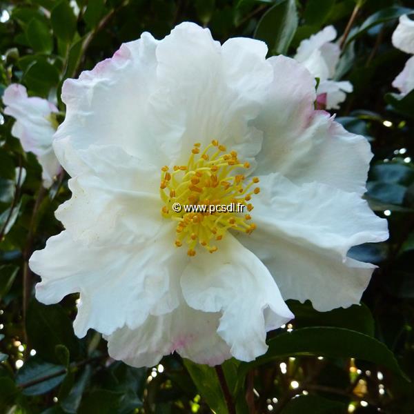 Camellia sasanqua Day Dream (8)
