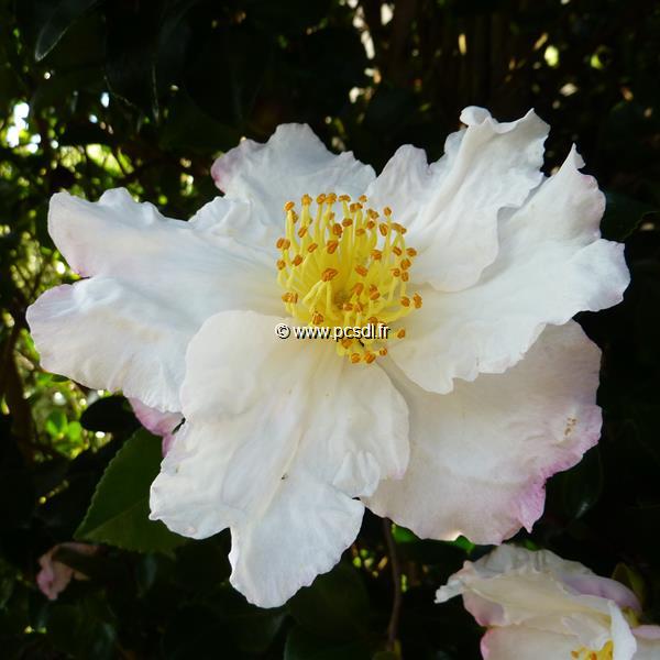 Camellia sasanqua Day Dream (9)