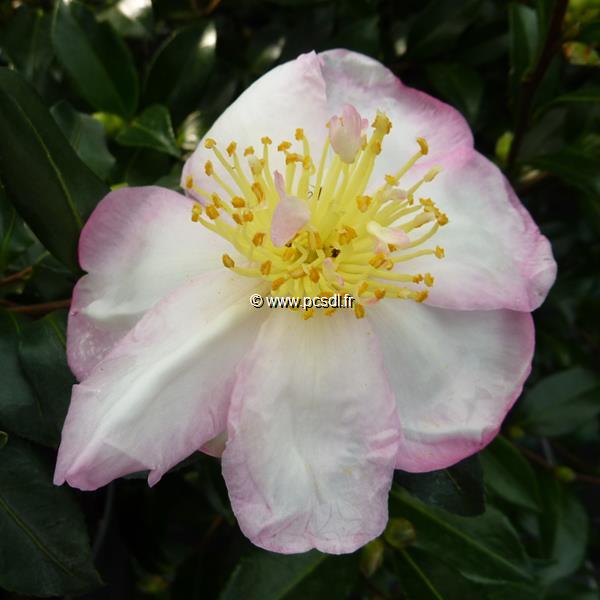 Camellia sasanqua Duff Alan