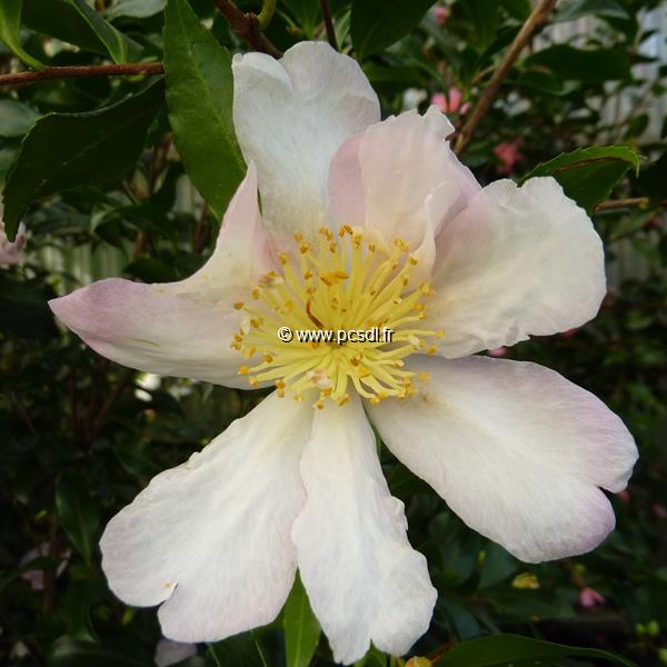 Camellia sasanqua Duff Alan (3)
