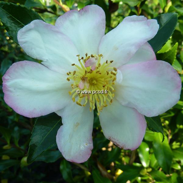 Camellia sasanqua Duff Alan (4)