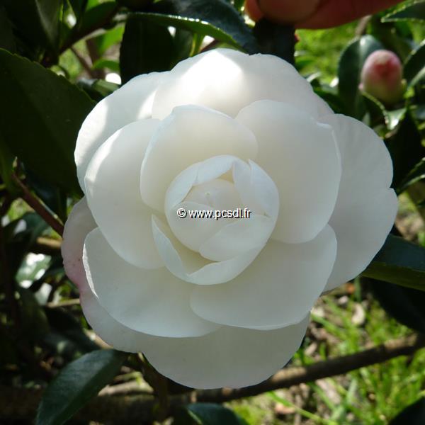 Camellia sasanqua Early Pearly (1)