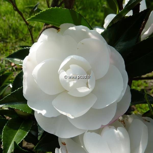 Camellia sasanqua Early Pearly (2)