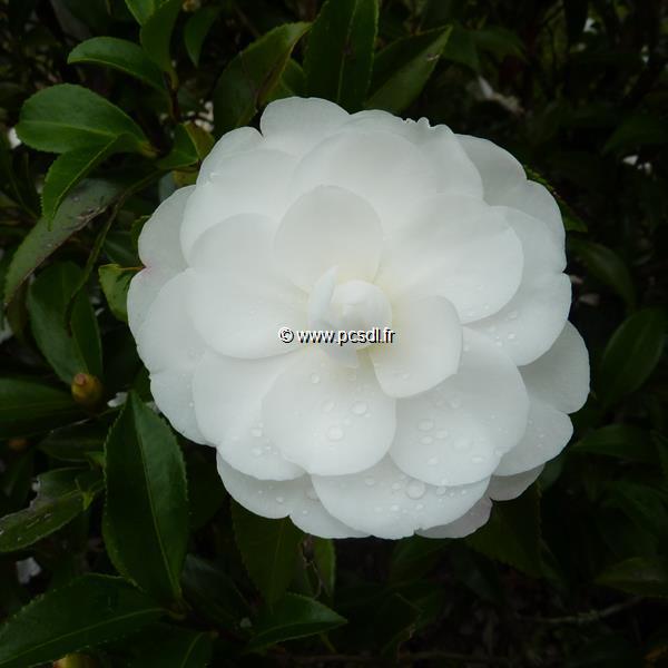 Camellia sasanqua Early Pearly (3)