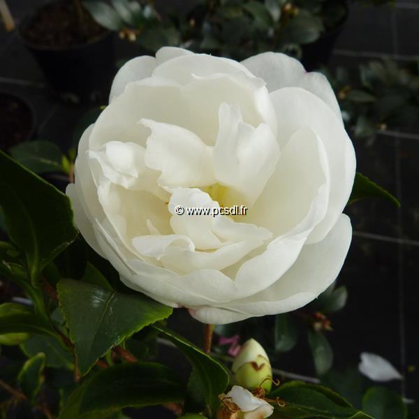 Camellia sasanqua Etoile du Berger