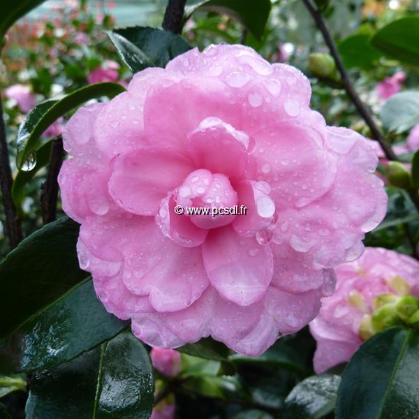 Camellia sasanqua Fanny (2)