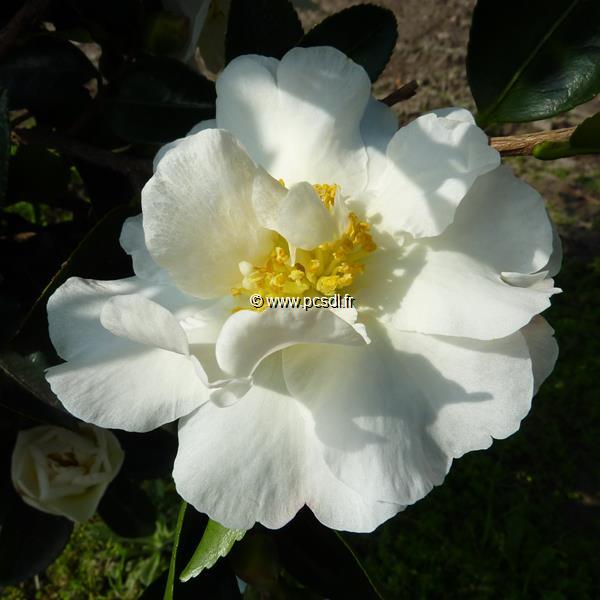 Camellia sasanqua Gay Sue (2)