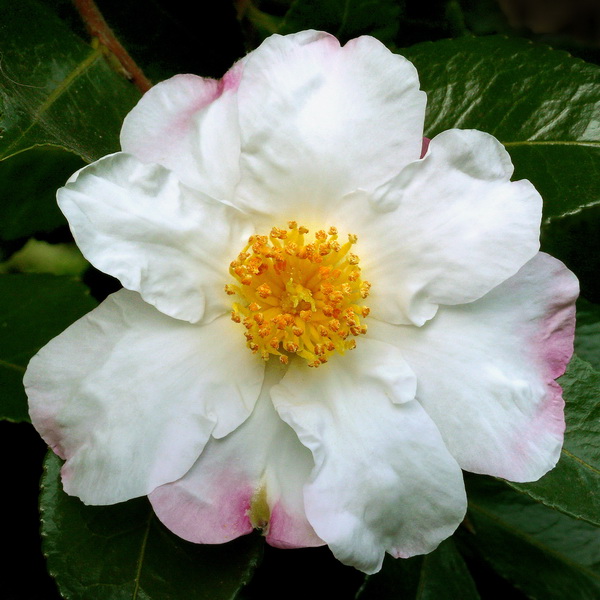 Camellia sasanqua Hana Jiman