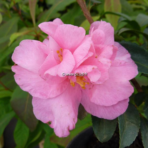 Camellia sasanqua Jennifer Susan (1)