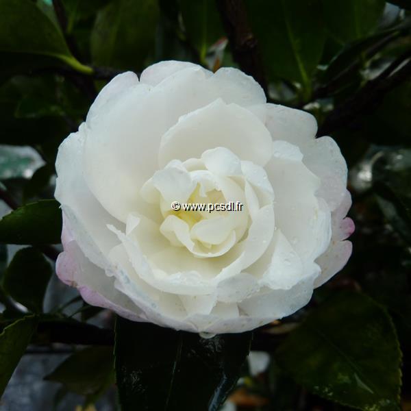 Camellia sasanqua Kogyoku (1)