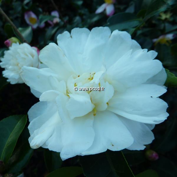 Camellia sasanqua Kogyoku (2)