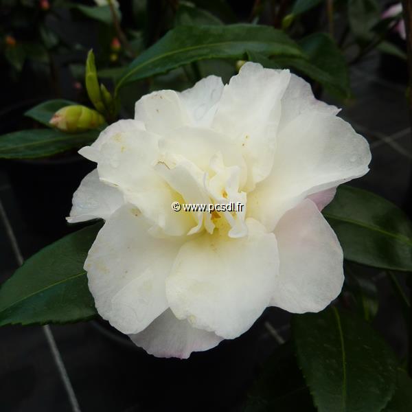 Camellia sasanqua Little Pearl