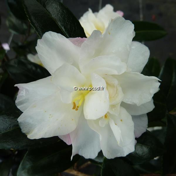 Camellia sasanqua Little Pearl (1)