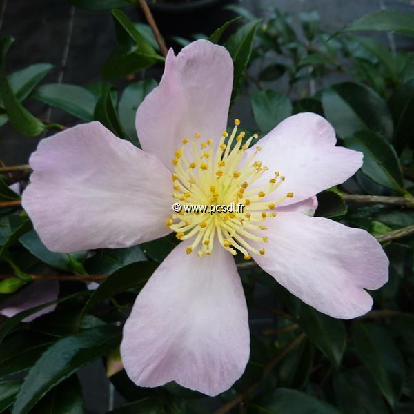 Camellia sasanqua Maidens Blush (1)