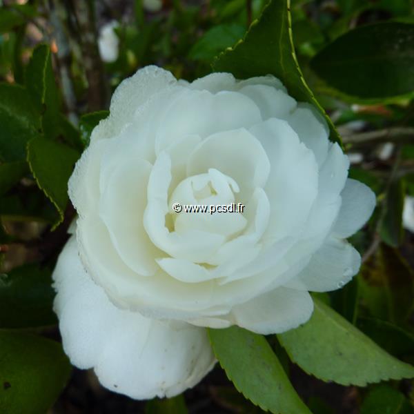 Camellia sasanqua Mine no Yuki (2)