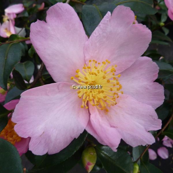 Camellia sasanqua Misty Moon (2)