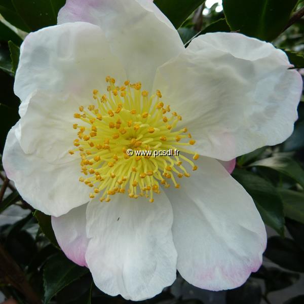 Camellia sasanqua Narumi-gata (1)