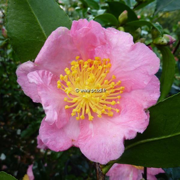 Camellia sasanqua Nodami Ushiro (1)