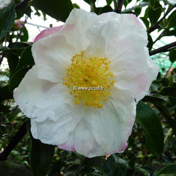 Camellia sasanqua Pink Snow (2)