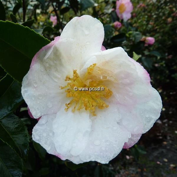 Camellia sasanqua Pink Snow (4)