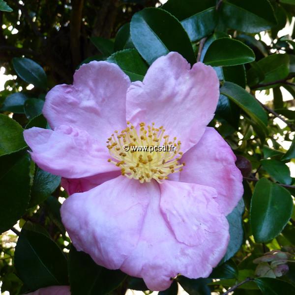 Camellia sasanqua Plantation Pink (1)