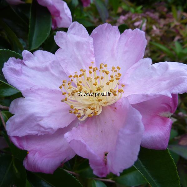 Camellia sasanqua Plantation Pink