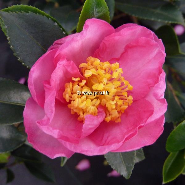Camellia sasanqua Sandra (1)